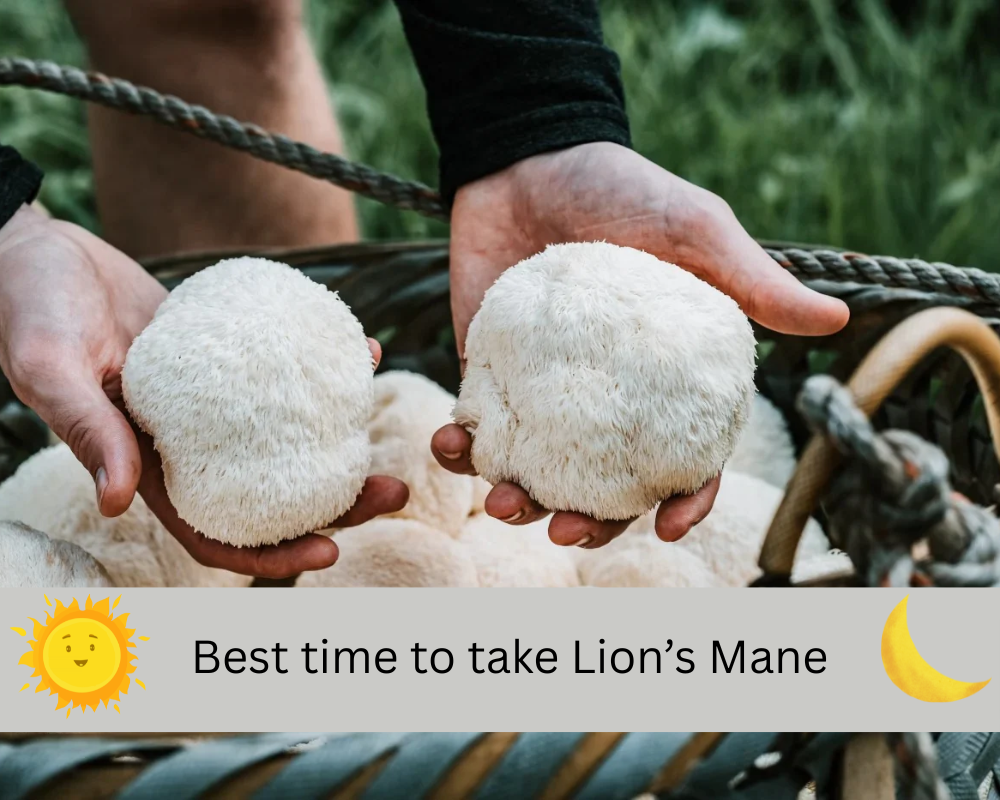 Best Time to Take Lion’s Mane for ADHD: Morning or Night?