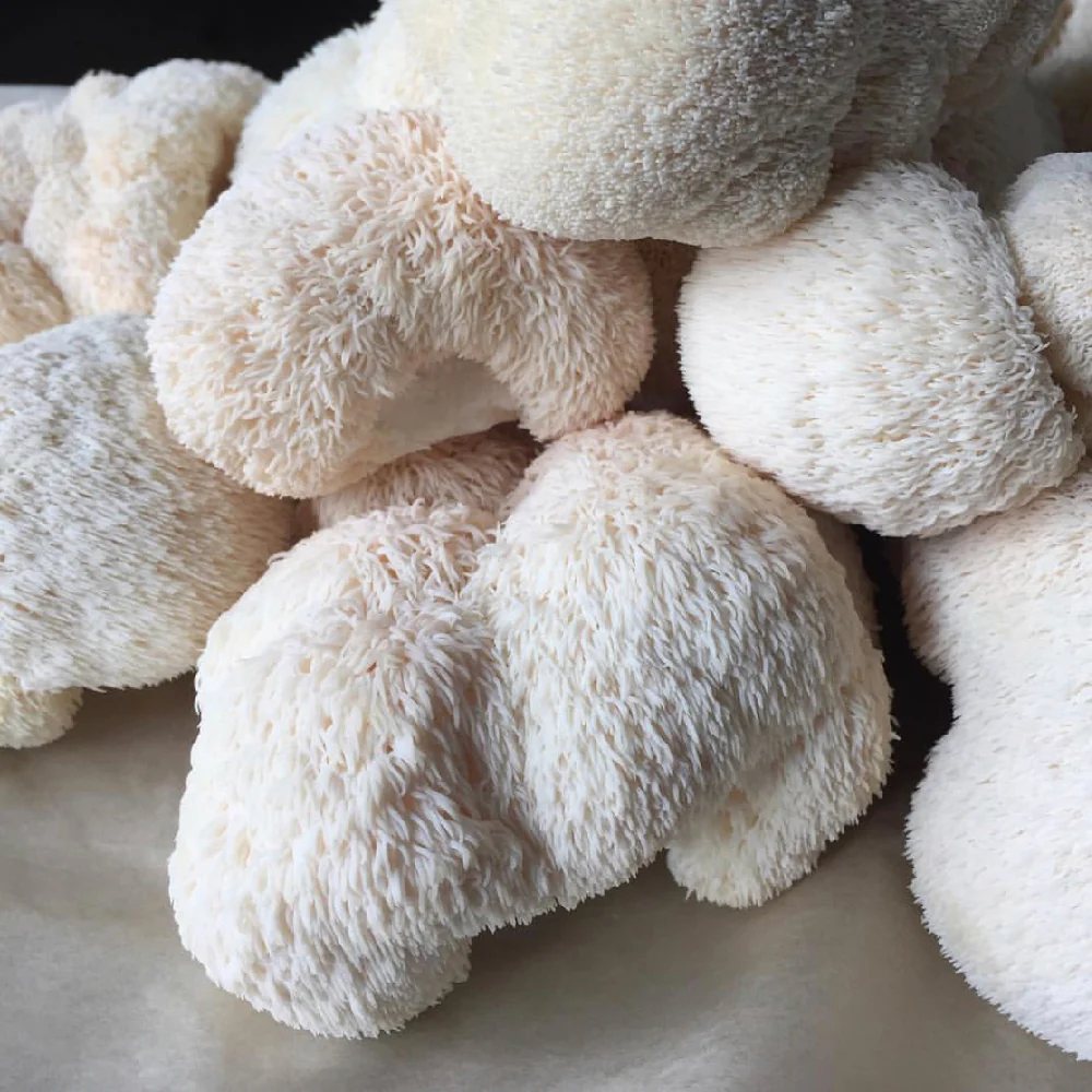 Lion’s Mane Tincture UK
