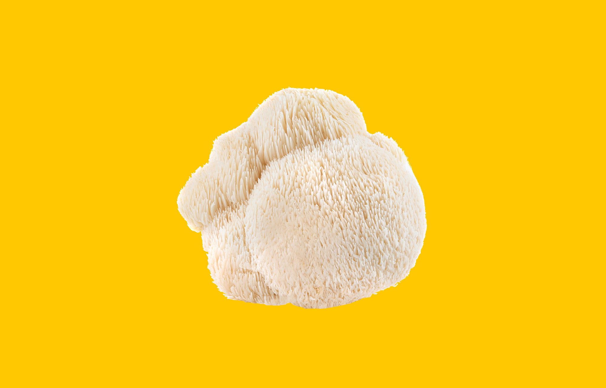 Lion’s Mane make ADHD worse